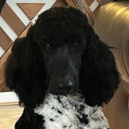 Biewer Terriers, Dachshunds, Poodles, and Shih Tzus from Paws & Kisses