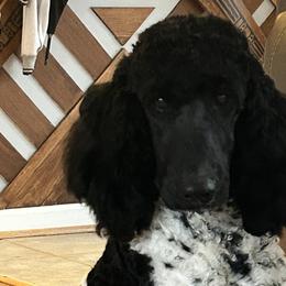Biewer Terriers, Dachshunds, Poodles, and Shih Tzus from Paws & Kisses