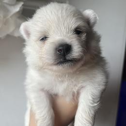 Cooper - White male Pomeranian puppy in St. Louis, Missouri from Saint Louis Pomeranian babies