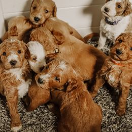 Goldendoodle Puppies from Flat Rock Doodles