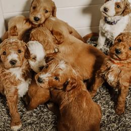 Goldendoodle Puppies from Flat Rock Doodles