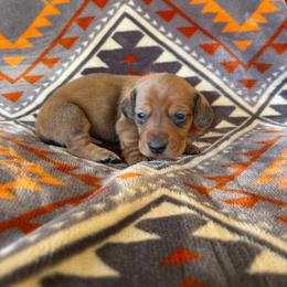 Hammy - Red male Dachshund puppy in Opelika, Alabama from Dachshund Darlins