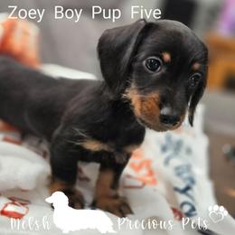 Zoey - Tucker Pup 5 by birth order - Black and tan male Dachshund puppy in Anamosa, Iowa from Melsh Precious Pets