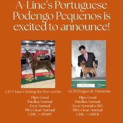 Portuguese Podengo Pequeno puppies from A-Lines Portuguese Podengo Pequenos