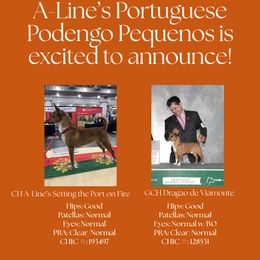 Portuguese Podengo Pequeno puppies from A-Lines Portuguese Podengo Pequenos