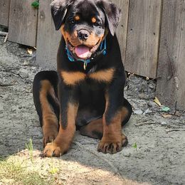 Rottweiler Puppies from S.L Rottweilers