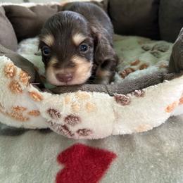 Orange - Chocolate and cream male Dachshund puppy in Cumby, Texas from Dog Daze Ranch