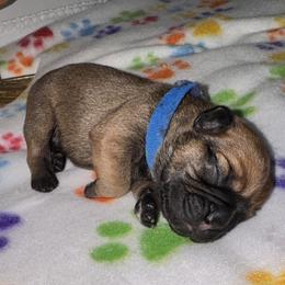 French Bulldog Puppies from jack & Ruby's Frenchies