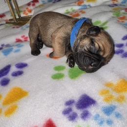 French Bulldog Puppies from jack & Ruby's Frenchies