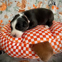 Coffee - Black & white male Australian Shepherd puppy in Brookfield Township, Ohio from AussieLand Shepherds