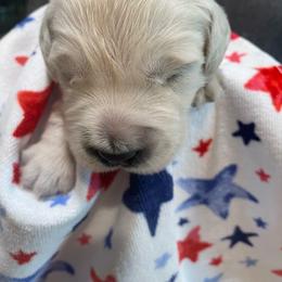 Liam - Light golden male Golden Retriever puppy in Ennis, Texas from Amberidge Golden Retrievers
