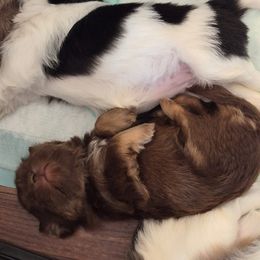 Chocolate girl - Liver female Shih Tzu puppy in Shinnston, West Virginia from Melissa's World of Shih Tzus