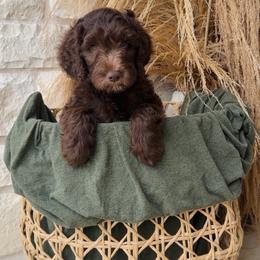 Red - male Golden Mountain Doodle puppy in Leander, Texas from Olive Grove Doodles