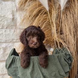 Red - male Golden Mountain Doodle puppy in Leander, Texas from Olive Grove Doodles