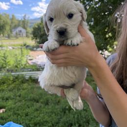 Male pick 1 - Light golden male Golden Retriever puppy in Colville, Washington from Columbia Ridge Goldens