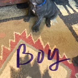 French Bulldog Puppies from Drake Home Frenchies