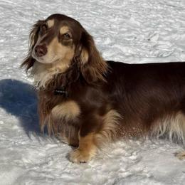 Fischer - Dachshund