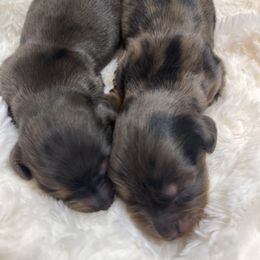 Boy 1 - Dapple Dachshund puppy in Graham, North Carolina from PriMar Miniature Longhaired Dachshunds