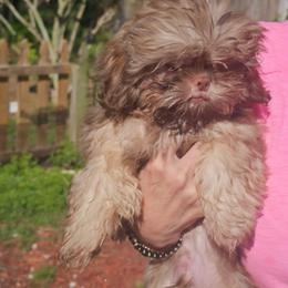 Hulk - Liver male Shih Tzu puppy in Middleburg, Florida from Furby Shih Tzu Family & Friends