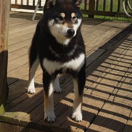 Shiba Inu All Grown Up from Kobushi Shiba