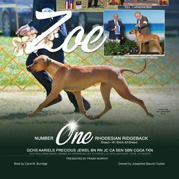 Zoe - Rhodesian Ridgeback