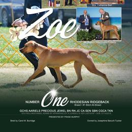 Zoe - Rhodesian Ridgeback