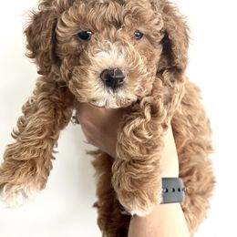 Labradoodle Puppies from Uintah Basin Doodles