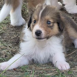 Sundance's Dewey-Drifter - Sable and white male Collie puppy in Rapid City, South Dakota from Sundance Scottish-Colleys