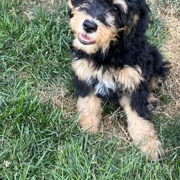 Anthony - Tri-color male Bernedoodle puppy in Caldwell, Idaho from Treasure Valley Poodles