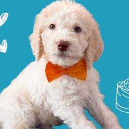 Mousse - Labradoodle puppy from The Dood Ranch
