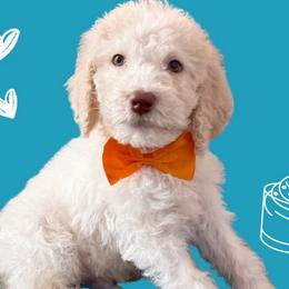 Mousse - Labradoodle puppy from The Dood Ranch