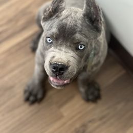 Cane Corso Puppies from Paw City Kennel