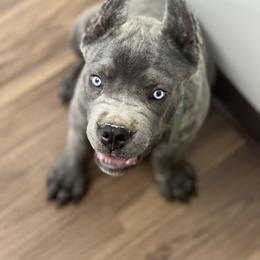 Cane Corso Puppies from Paw City Kennel