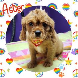 Aster - Ruby - Ruby Cavalier King Charles Spaniel puppy in Culpeper, Virginia from Heritage Hill Cavaliers