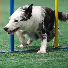 Zoey - Border Collie