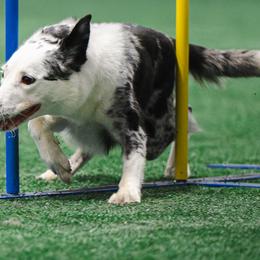 Zoey - Border Collie