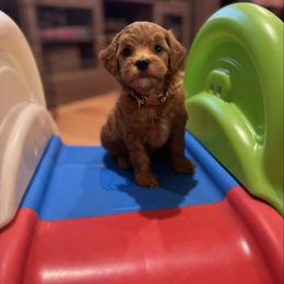 Kash - Red  male Goldendoodle puppy in Annandale, New Jersey from KN Mini Goldendoodles