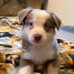 Male 3 Red Dilute - Red tri male Miniature Australian Shepherd puppy in Turner, Maine from Bear Pond Aussies / Leonbergers of Maine