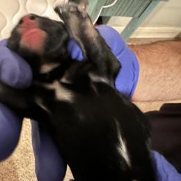 Boy 3 - male Schnoodle puppy in Saint Augustine, Florida from Gunnie Luv, LLC