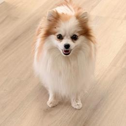 Rosie - Pomeranian