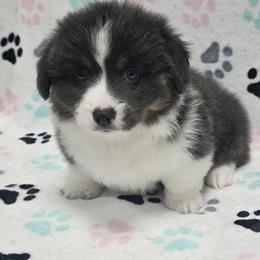ASPEN-FLUFFY TAIL DOCKED - Blue male Pembroke Welsh Corgi puppy in Walker, Iowa from Double K Corgis