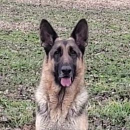 Maddie - German Shepherd