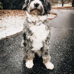 River - Bernedoodle