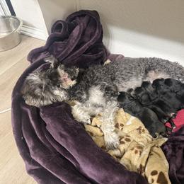 Miniature Schnauzer Puppies from Pipes of Gizzie’s Swamp
