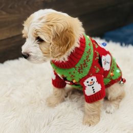 Waldo - Red male Bernedoodle puppy in Saint Francis, Kansas from Land of Oz Doodles