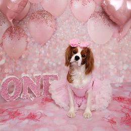 Border Collie and Cavalier King Charles Spaniel Puppies from Casa De Cavaliers