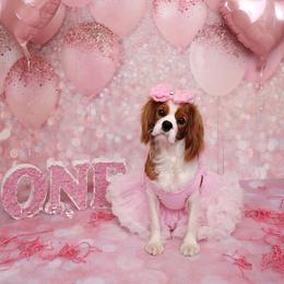 Border Collie and Cavalier King Charles Spaniel Puppies from Casa De Cavaliers