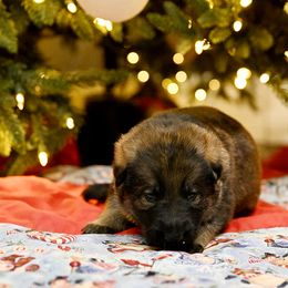 German Shepherd Puppies from Little Bear German Shepherds
