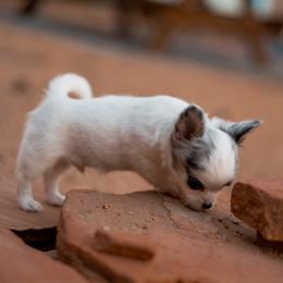 Chihuahua Puppies from Arizona Adventure Chihuahuas