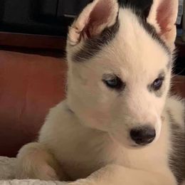 Siberian Huskies from Blazing Trails Siberians